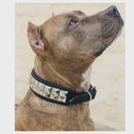 Autumnn Equestrian - photo 3