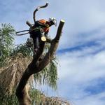 GDE Tree Services - photo 4