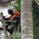 GDE Tree Services - photo 5