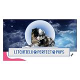 Litchfield Perfect Pups - Pets in Litchfield