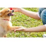 Adiestramiento de perros en Madrid - Dog Walkers in Madrid