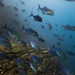 Explore Kauai Scuba - photo 1