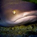 Explore Kauai Scuba - photo 2