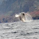 Explore Kauai Scuba - photo 4