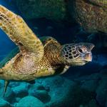 Explore Kauai Scuba - photo 5