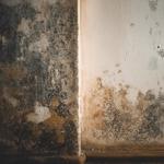 Deltona Mold Removal - photo 1