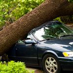 Wellspring Tree Care - photo 2