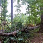 Wellspring Tree Care - photo 4