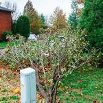 Wellspring Tree Care - photo 6