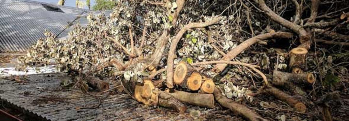 Sunshine Coast Tree Services cover photo