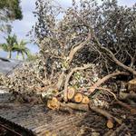 Sunshine Coast Tree Services - photo 1