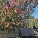 Sunshine Coast Tree Services - photo 2