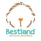 Bestland Australian Labradoodles (Reg.) Atlanta GA - Pet/Animal Breeders in Rome
