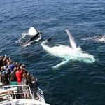 Spirit of Gold Coast Cruises - photo 2