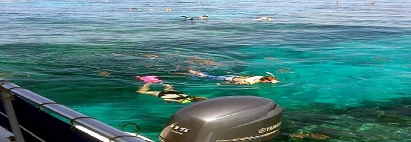 Starfish Snorkeling FL cover photo