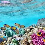 Starfish Snorkeling FL - photo 2