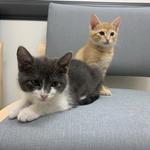 Urgent Vet - photo 3