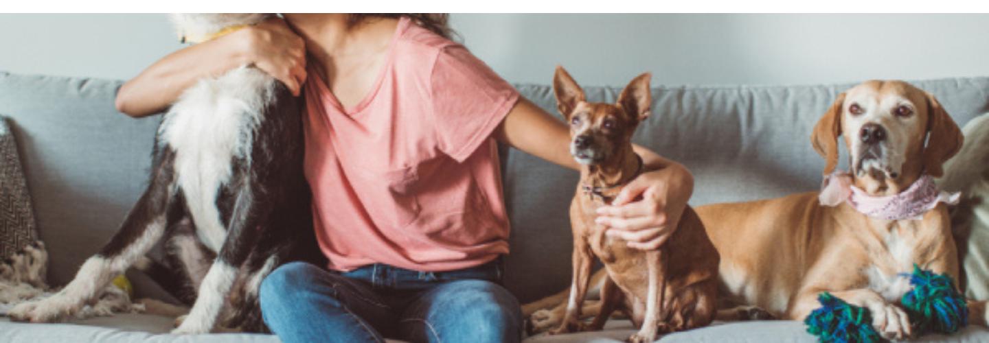 CARINGBAH VET HOSPITAL cover photo