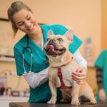 CARINGBAH VET HOSPITAL - photo 2