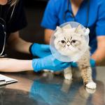 CARINGBAH VET HOSPITAL - photo 3