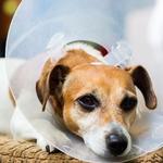 CARINGBAH VET HOSPITAL - photo 5