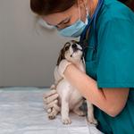 CARINGBAH VET HOSPITAL - photo 6