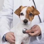 CARINGBAH VET HOSPITAL - photo 7