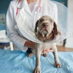 CARINGBAH VET HOSPITAL - photo 8