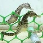 De Feng Biotechnology Co., Ltd - photo 1