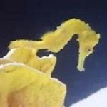 De Feng Biotechnology Co., Ltd - photo 2