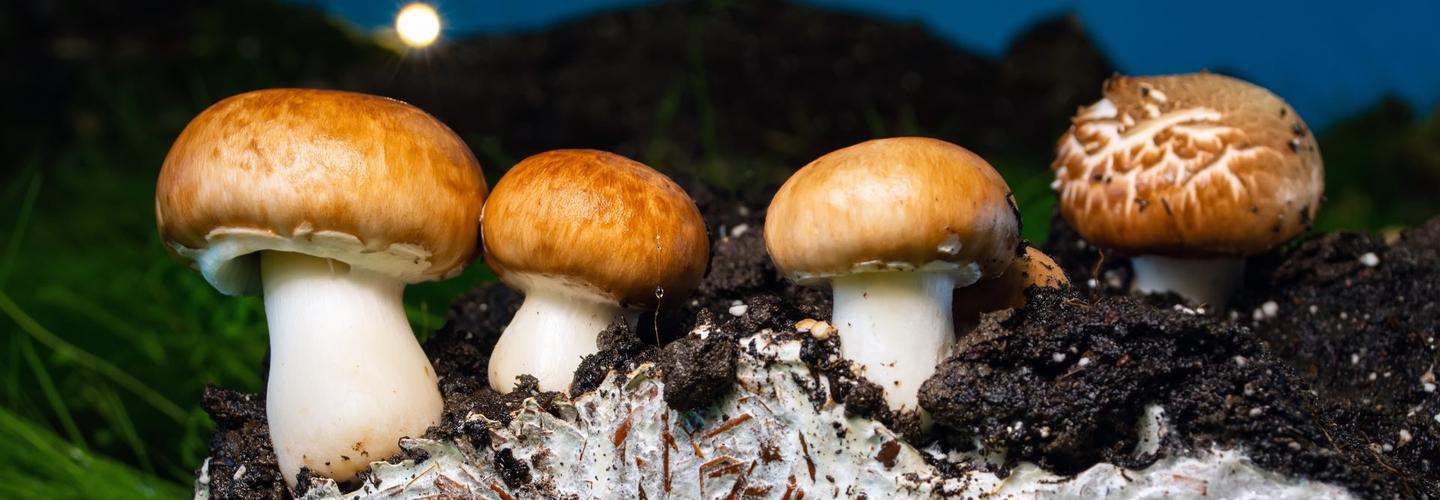 Quality Spores cover photo
