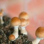 Quality Spores - photo 1