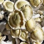 Quality Spores - photo 2