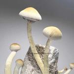 Quality Spores - photo 3
