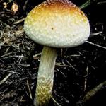 Quality Spores - photo 4