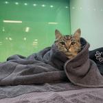 Urgent Vet - photo 3