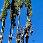Alex Tree Service - photo 1