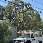 Alex Tree Service - photo 3