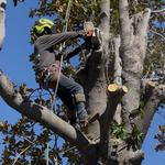 Alex Tree Service - photo 4