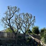 Alex Tree Service - photo 5