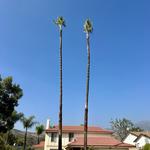 Alex Tree Service - photo 6