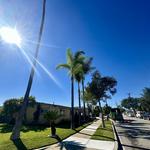 Alex Tree Service - photo 8