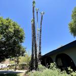 Alex Tree Service - photo 9