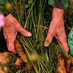 BioBag World - photo 1