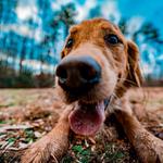 Off Leash K9 of Northern Virginia - photo 4