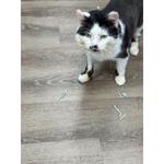 East Market Veterinary Center - photo 1