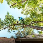 Dons Tree Services - photo 1