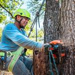 Dons Tree Services - photo 2