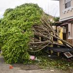 Dons Tree Services - photo 4