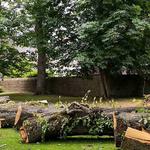 Dons Tree Services - photo 7